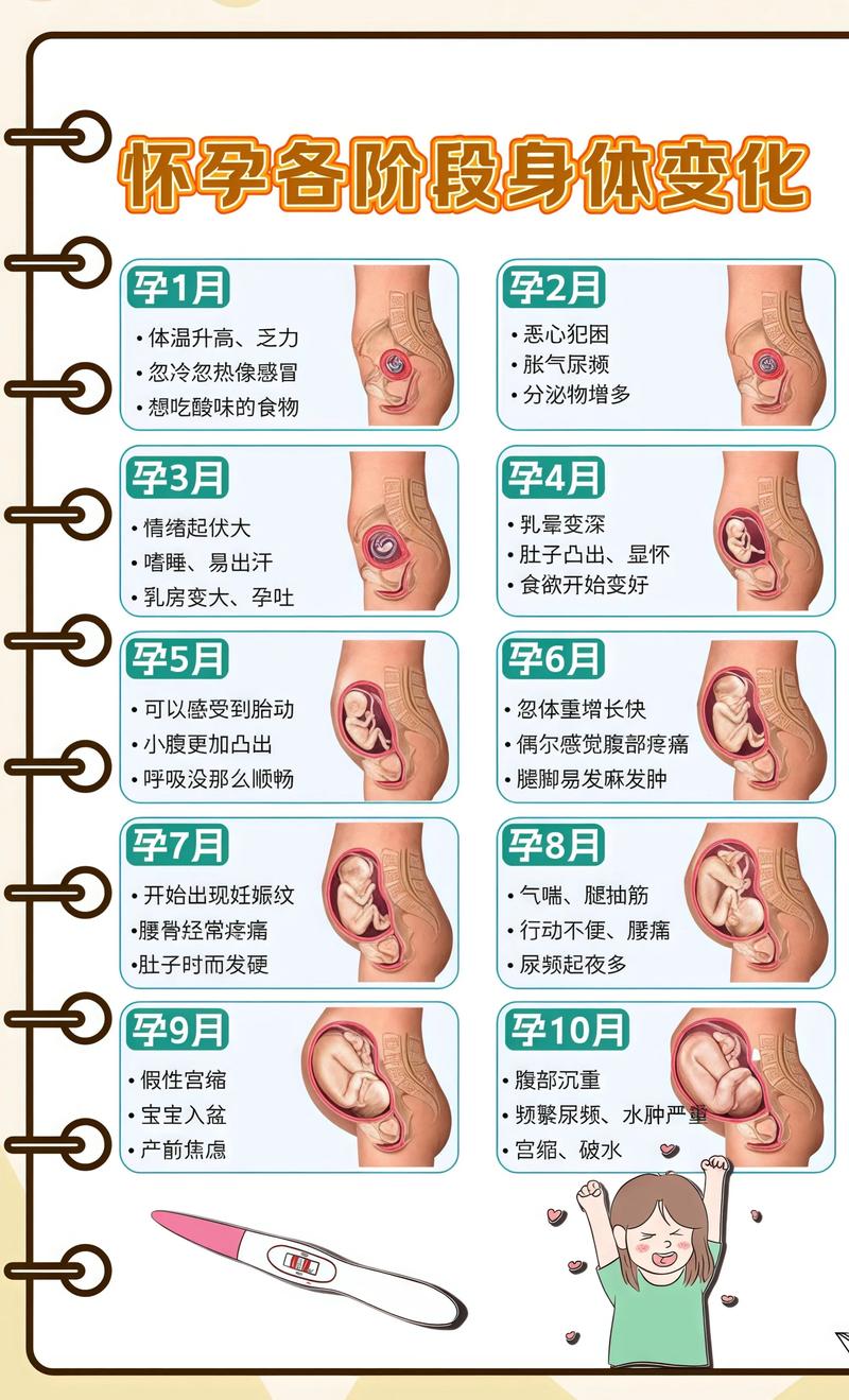 揭秘供卵代孕妈妈怀孕小腹分两节，孕期变化的奥秘南川代生机构: